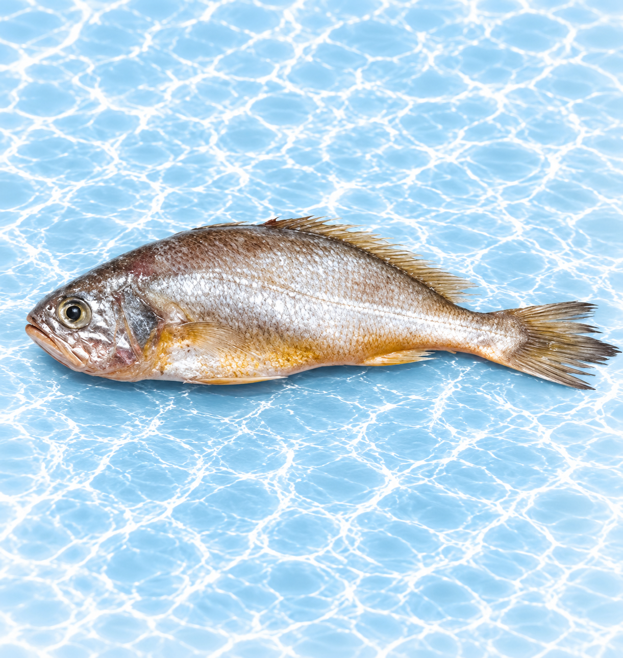 Frozen Yellow Croaker Fish